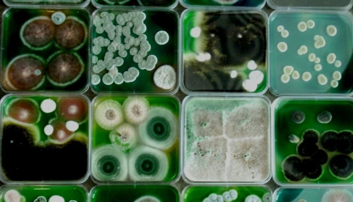 4617988171_ccaf0c44de_b