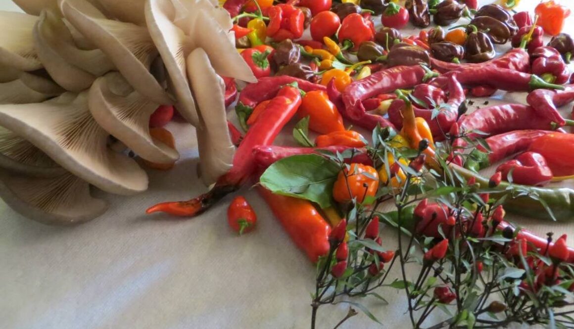 peperoncini e funghi. La raccolta di frutta e verdura continua a essere il lavoro stagionale per eccellenza