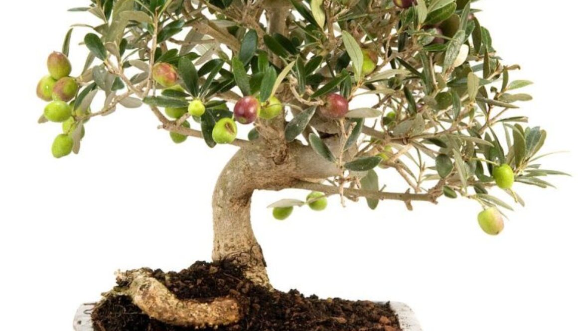 olivo bonsai