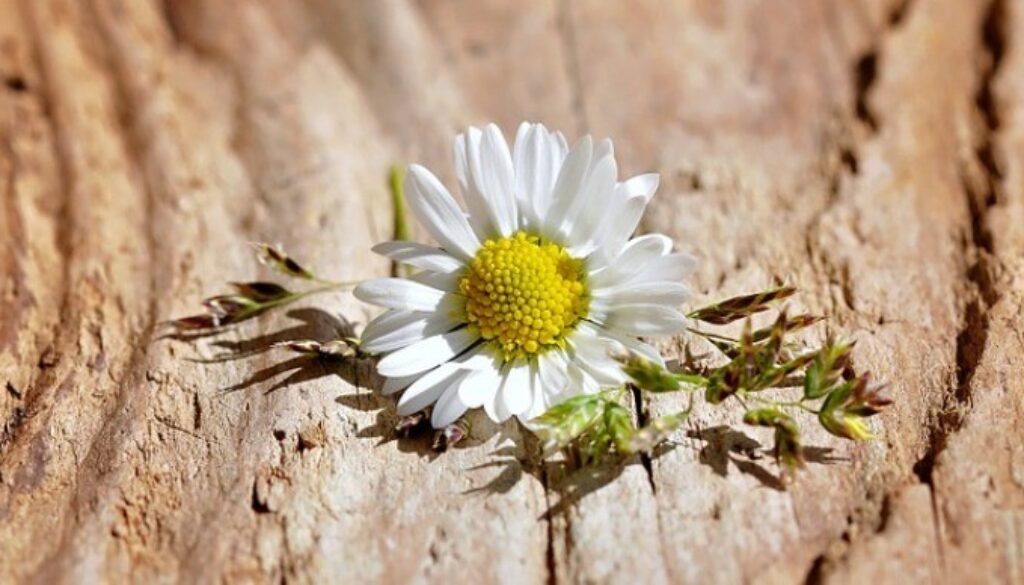 legno con margherita