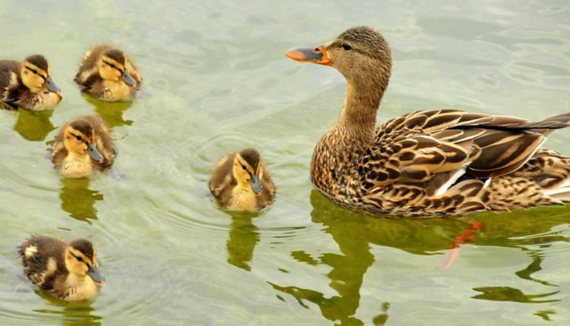 anatra con anatroccoli