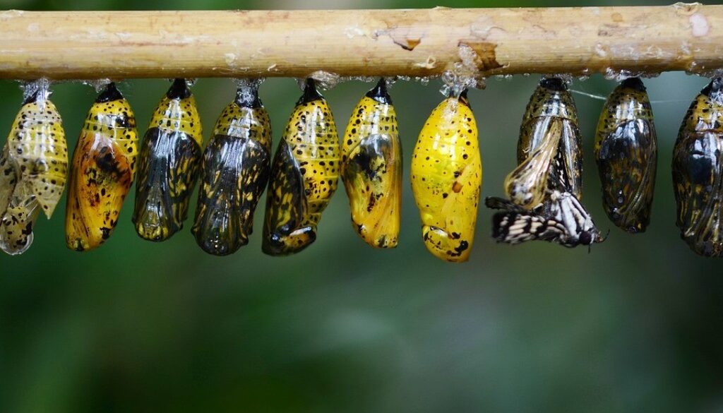 bozzoli di farfalle