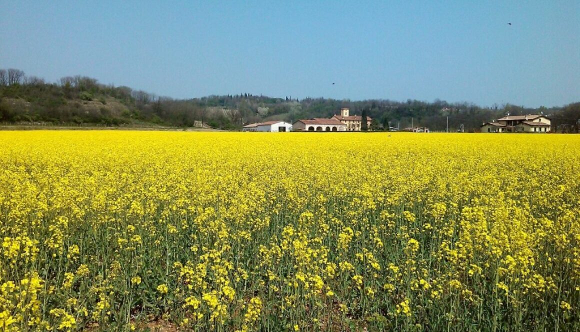 campo di fiori gialli e cascina