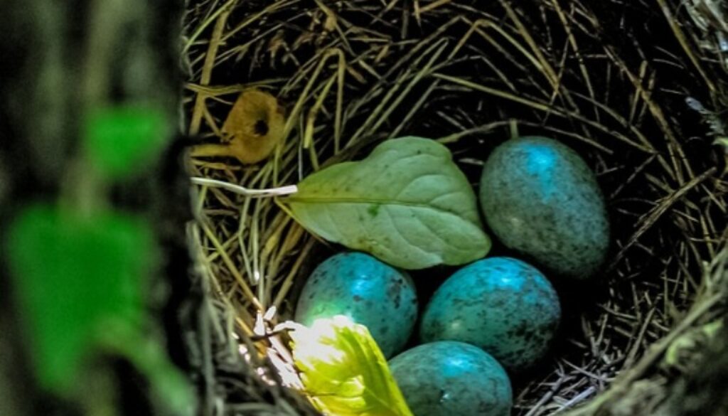nido di uccello con uova azzurre