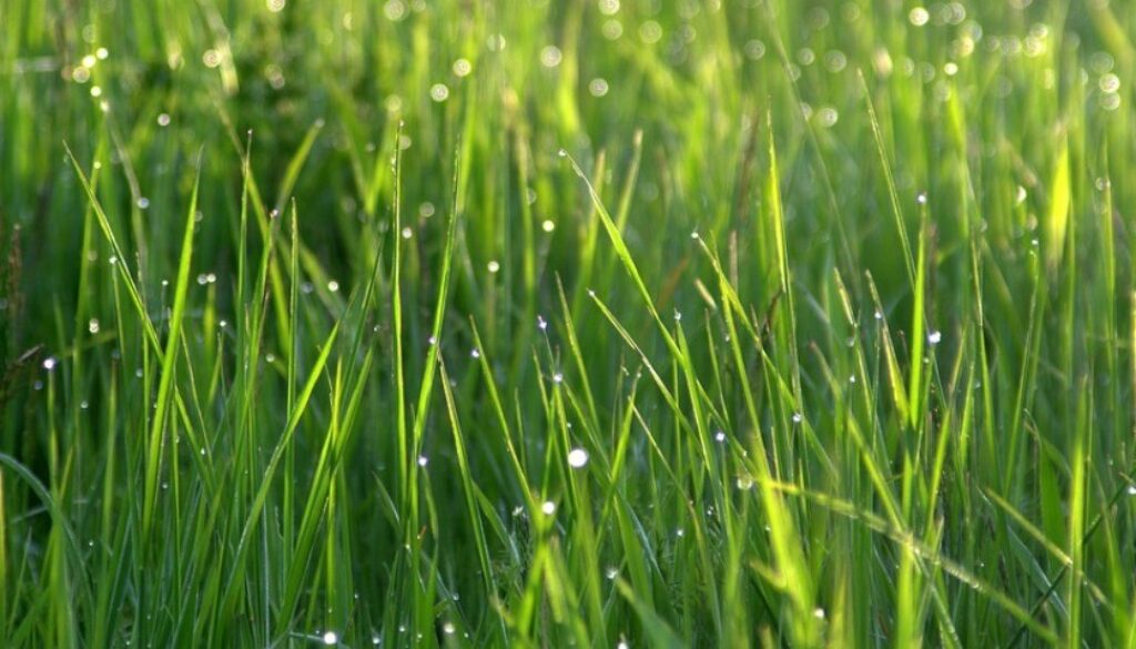 primo piano fili d'erba con gocce di acqua