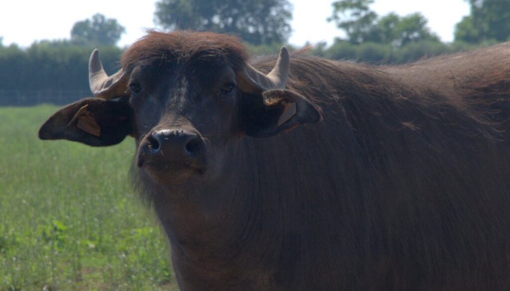 bufalo mediterraneo