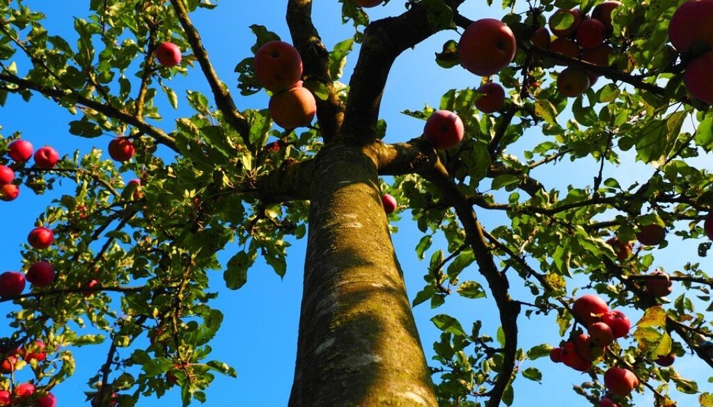 albero da frutto