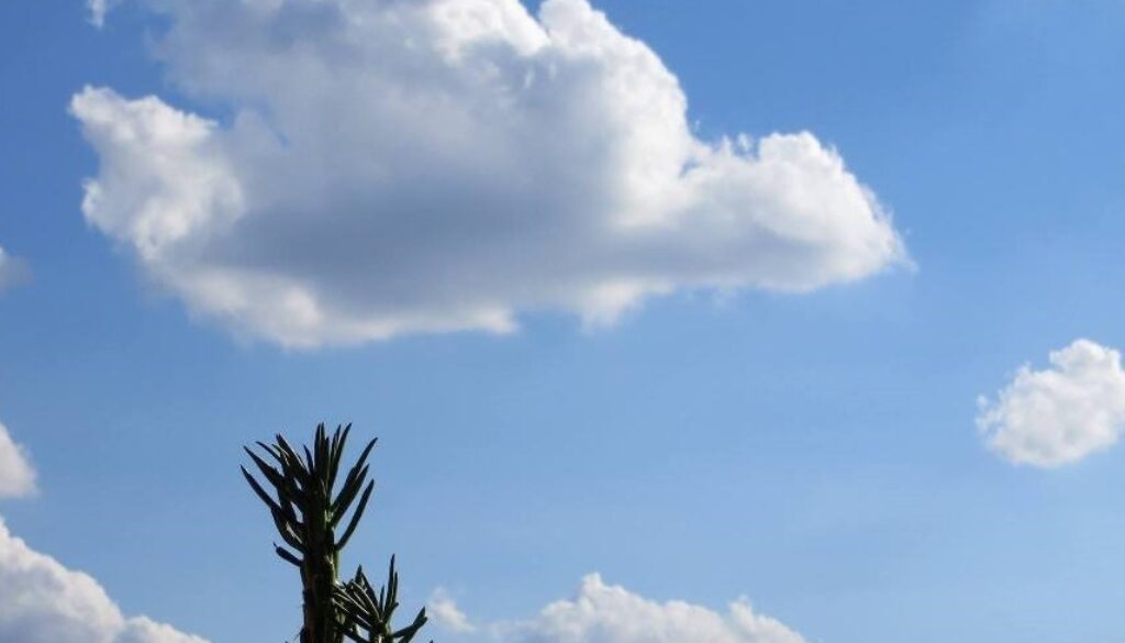 cactus e cielo con nuvole