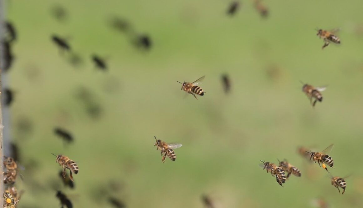 sciame di api