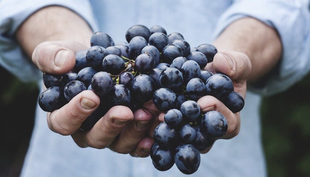 grappolo d'uva in mano. Scopri come cercare lavoro in agricoltura in Europa