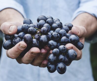 grappolo d'uva in mano. Scopri come cercare lavoro in agricoltura in Europa