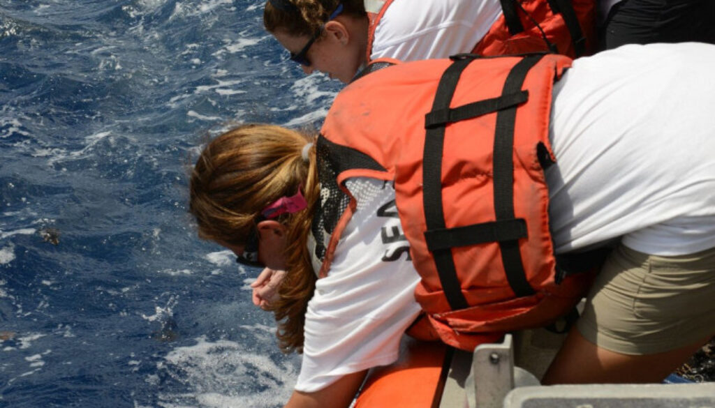 Volunteers work together to release more than 300 baby sea turtles back into the Atlantic Ocean 2014