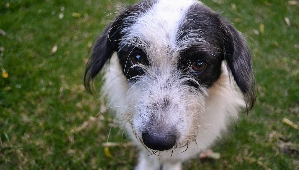 Cane seduto. Come diventare educatore cinofilo