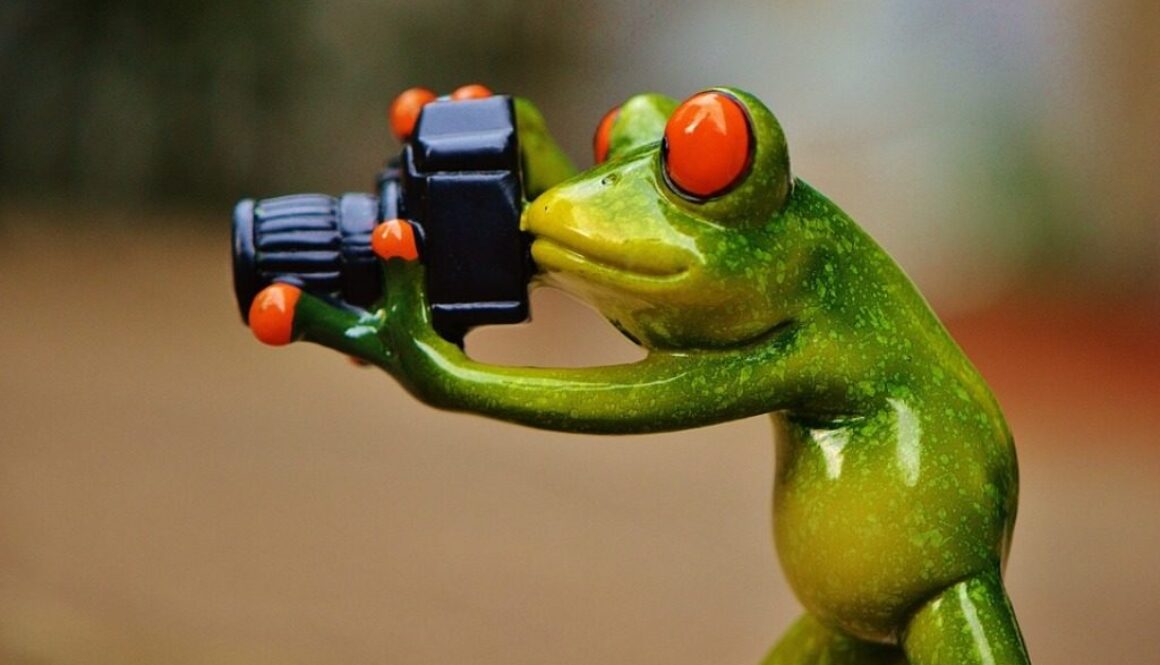 rana pupazzetto che fotografa