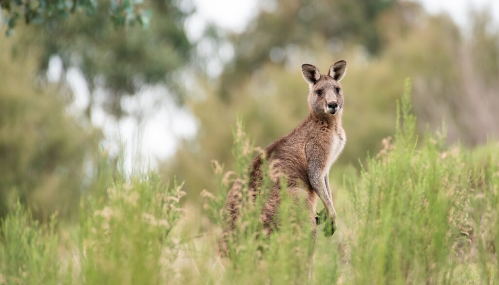 kangaroo-g04b1148d4_1280