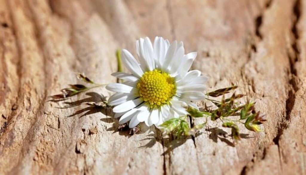 tronco di albero tagliato da cui spunta un fiore