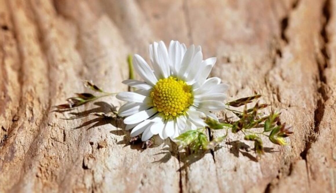 tronco di albero tagliato da cui spunta un fiore