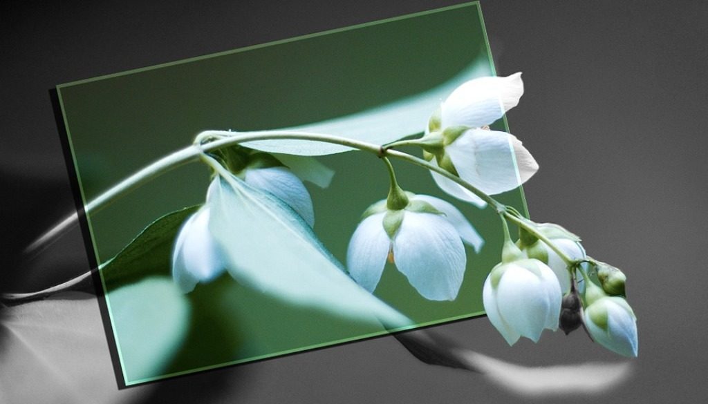 fotoritocco di un fiore