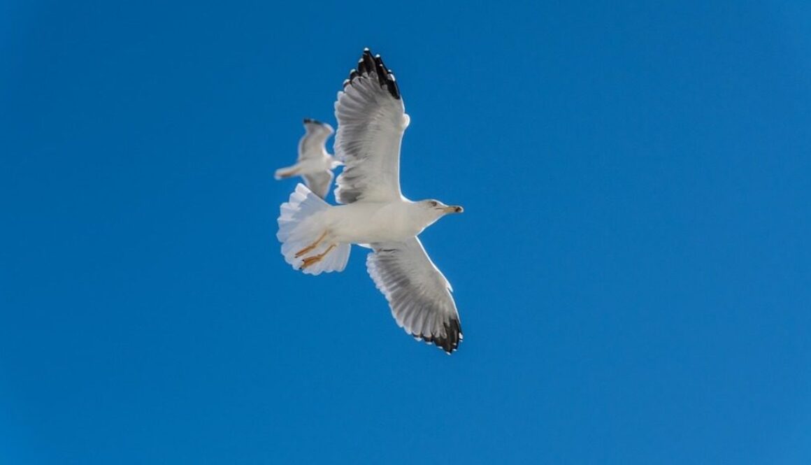 gabbiani in volo