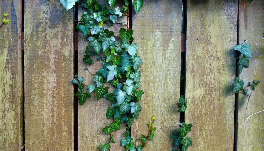 staccionata con edera