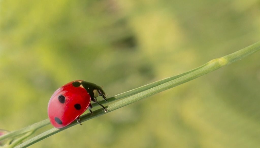 coccinella su filo d'erba