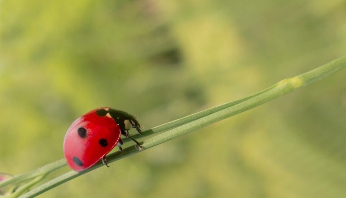 coccinella su filo d'erba