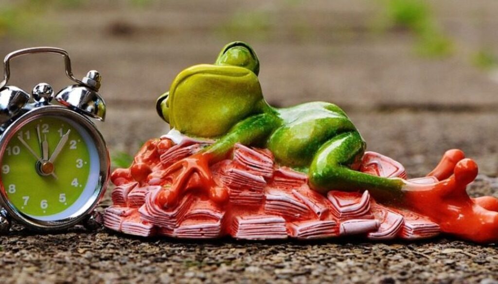 rana pupazzetto che dorme su cumulo di banconote