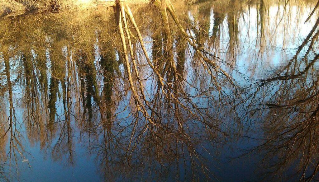 alberi che si riflettono in uno stagno