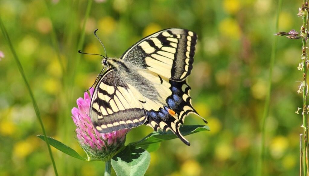 farfalla e fiore