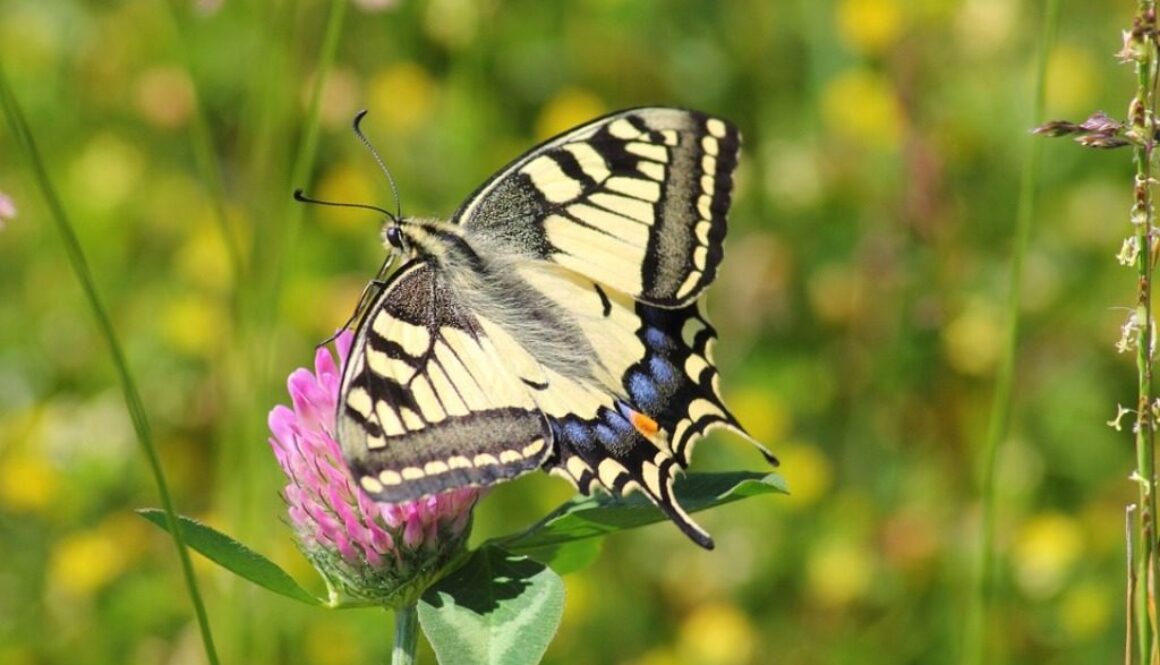 farfalla e fiore