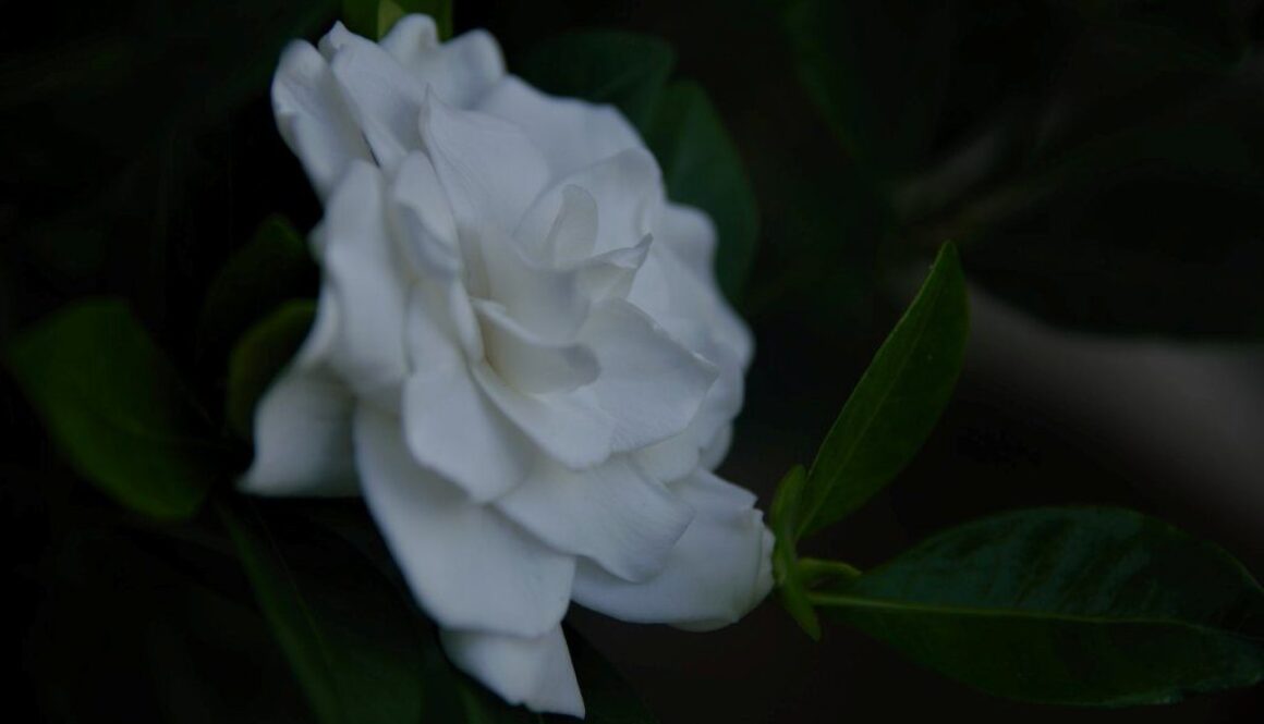 gardenia