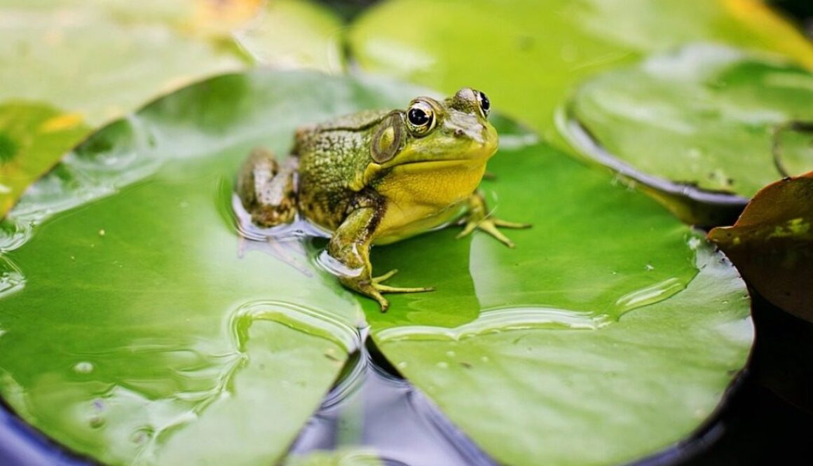 rana su foglia in uno stagno