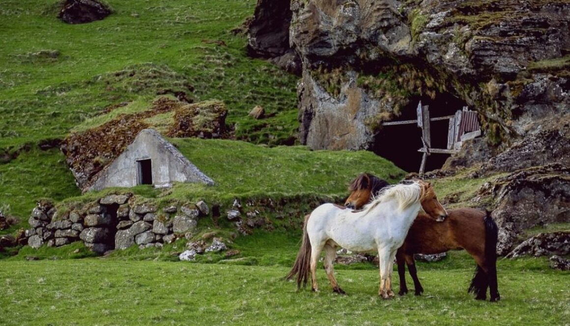 cavalli al pascolo in montagna