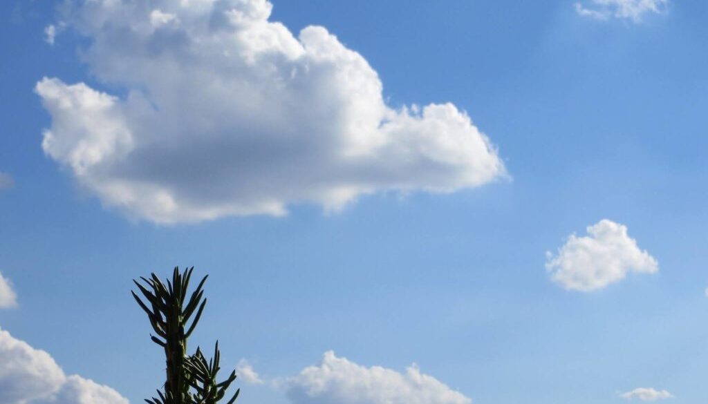 cactus in primo piano e cielo con nuvole come sfondo