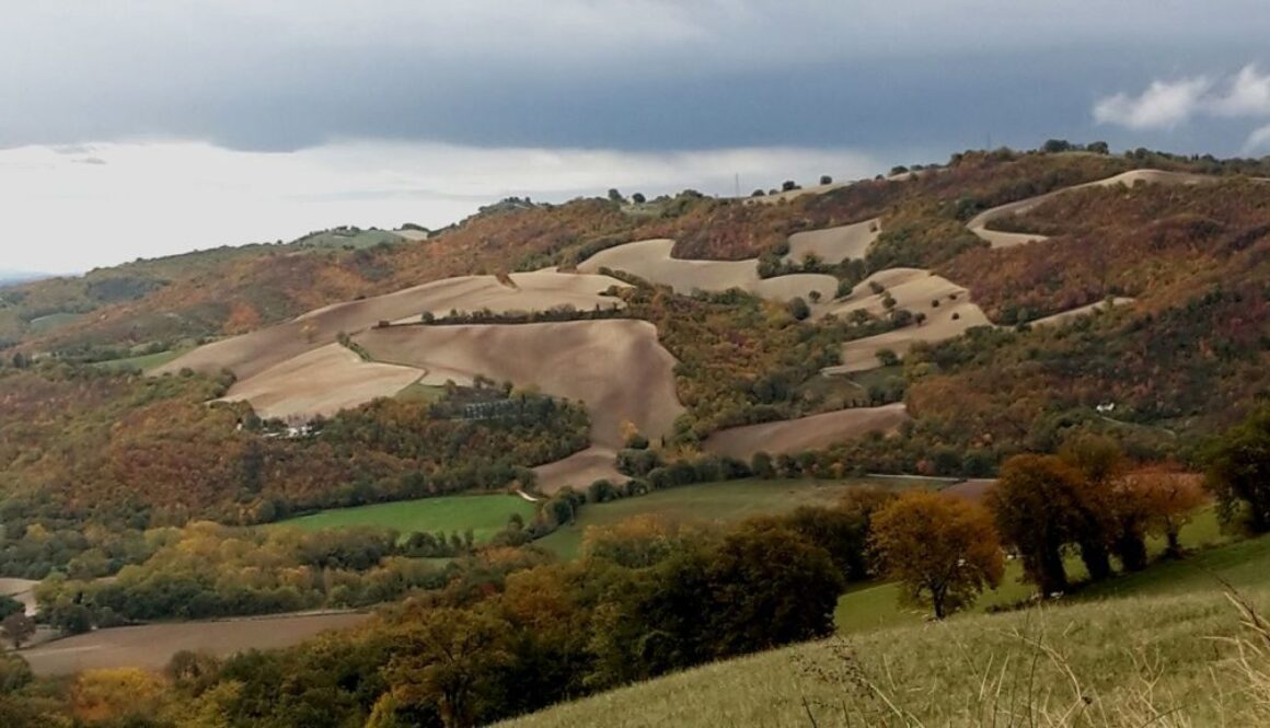 colline marchigiane