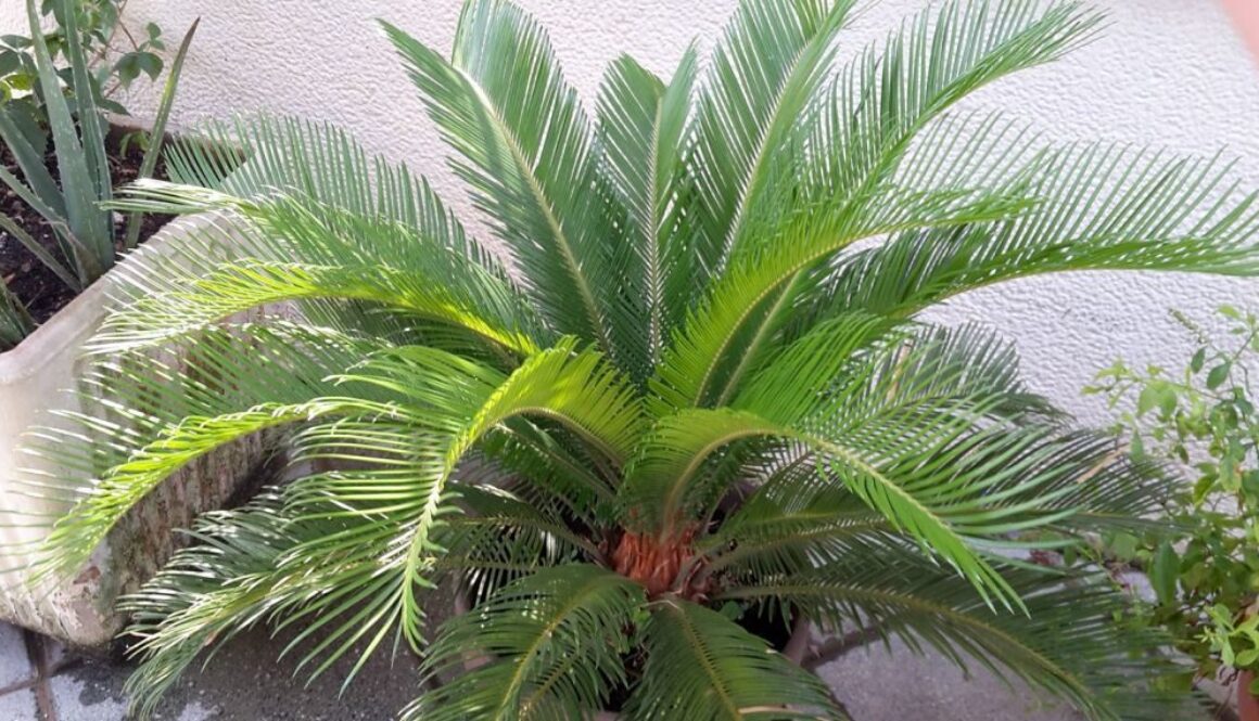 40187747_10214313252042944_1553702907499511808_o