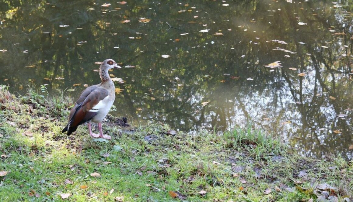 anatra in parco cittadino