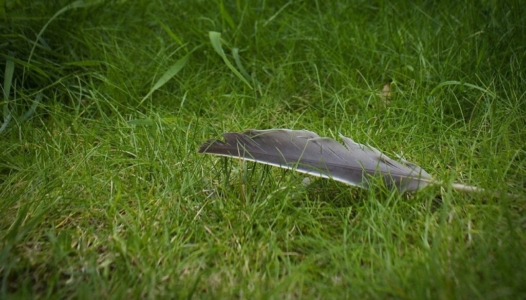feather-558131_1280
