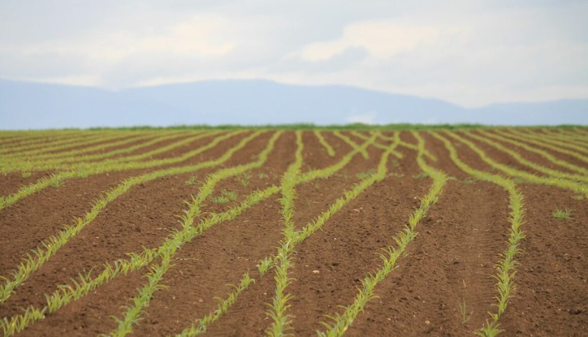 semina campo di mais