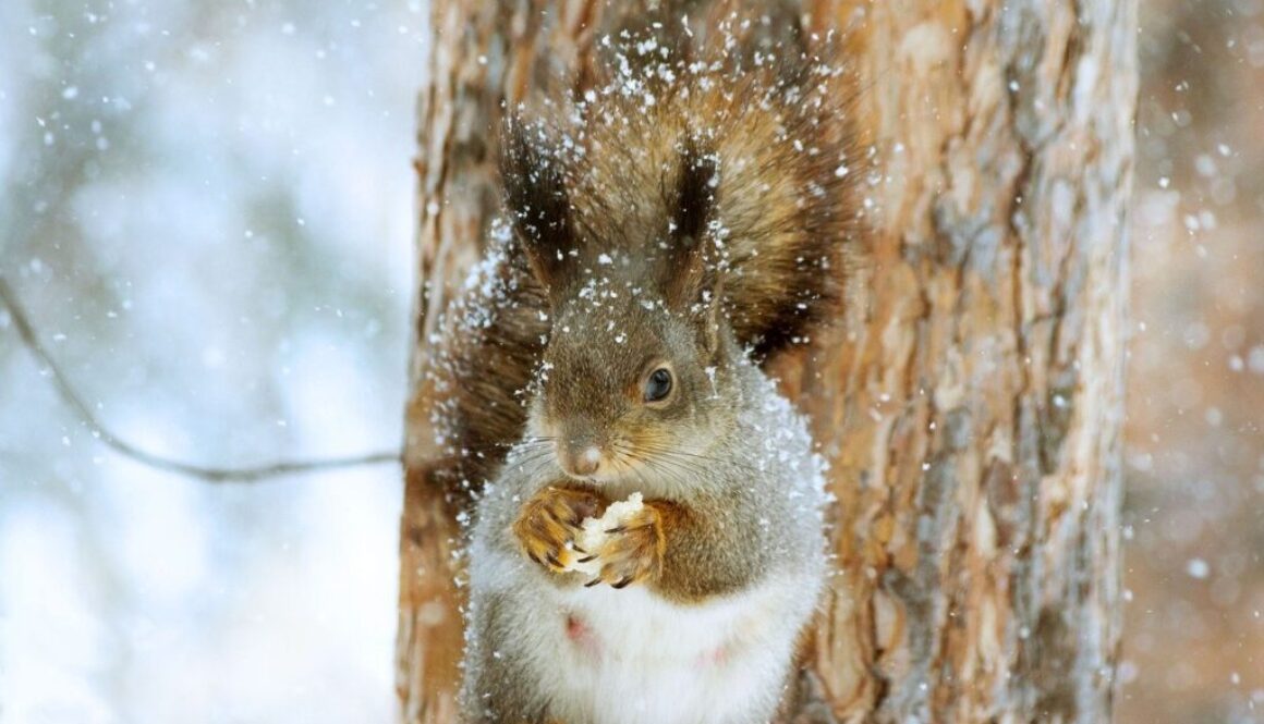 scoiattolo che mangia