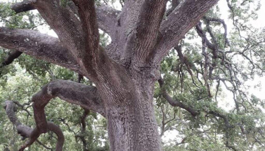 quercia vallonea di Tricase (Salento, Puglia)