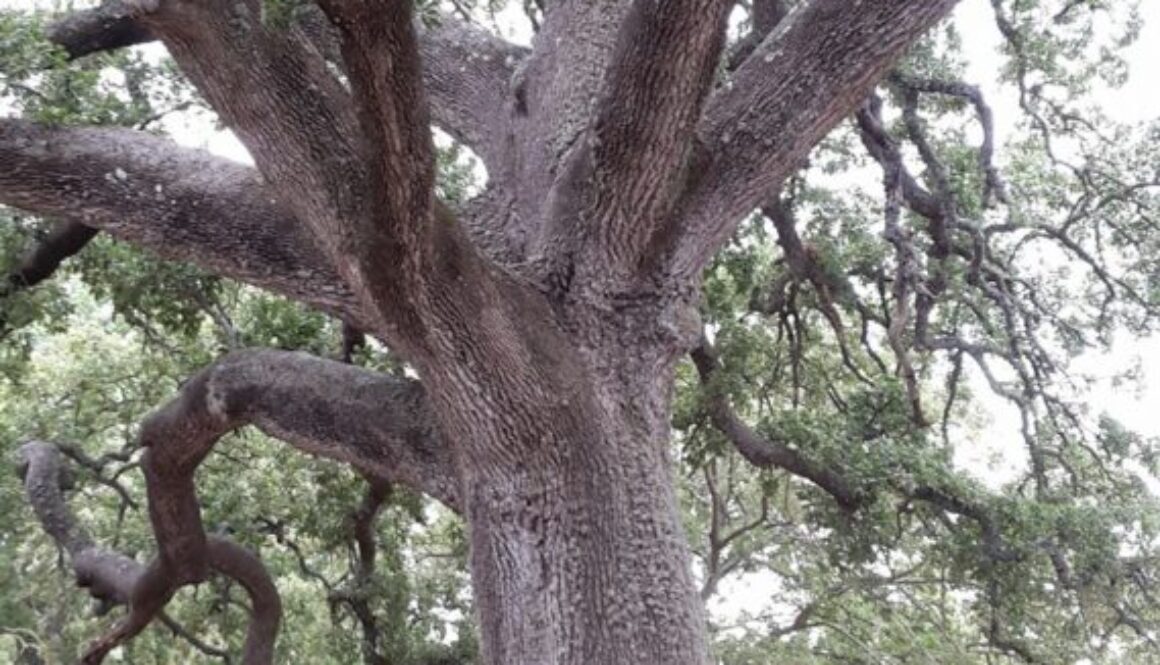 quercia vallonea di Tricase (Salento, Puglia)