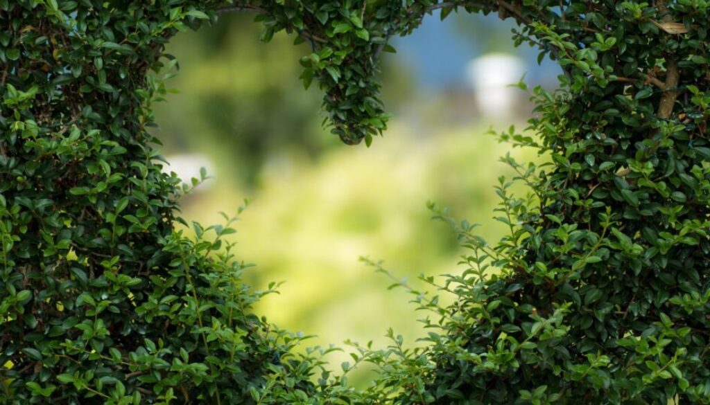 anime verdi festival