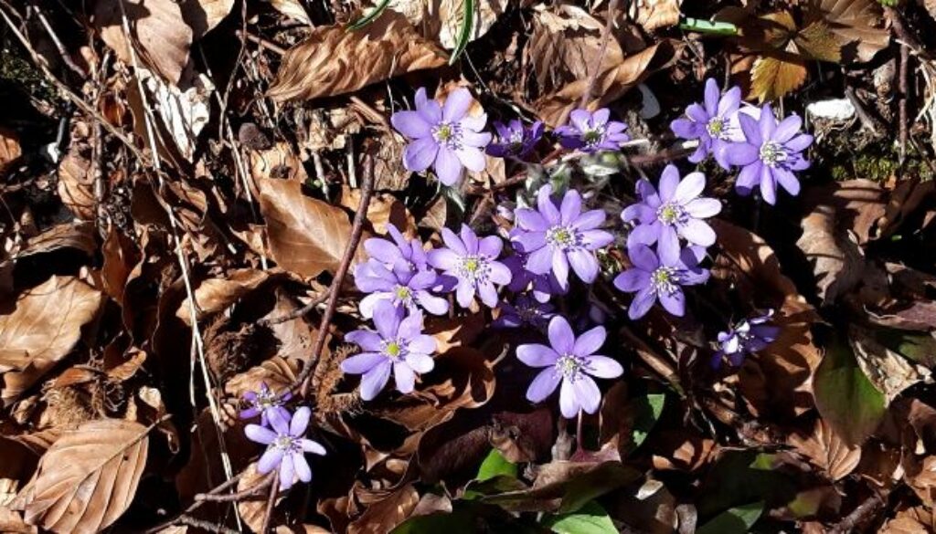 fiori di montagna lilla