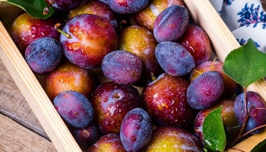 susine inscatolate in scatola legno