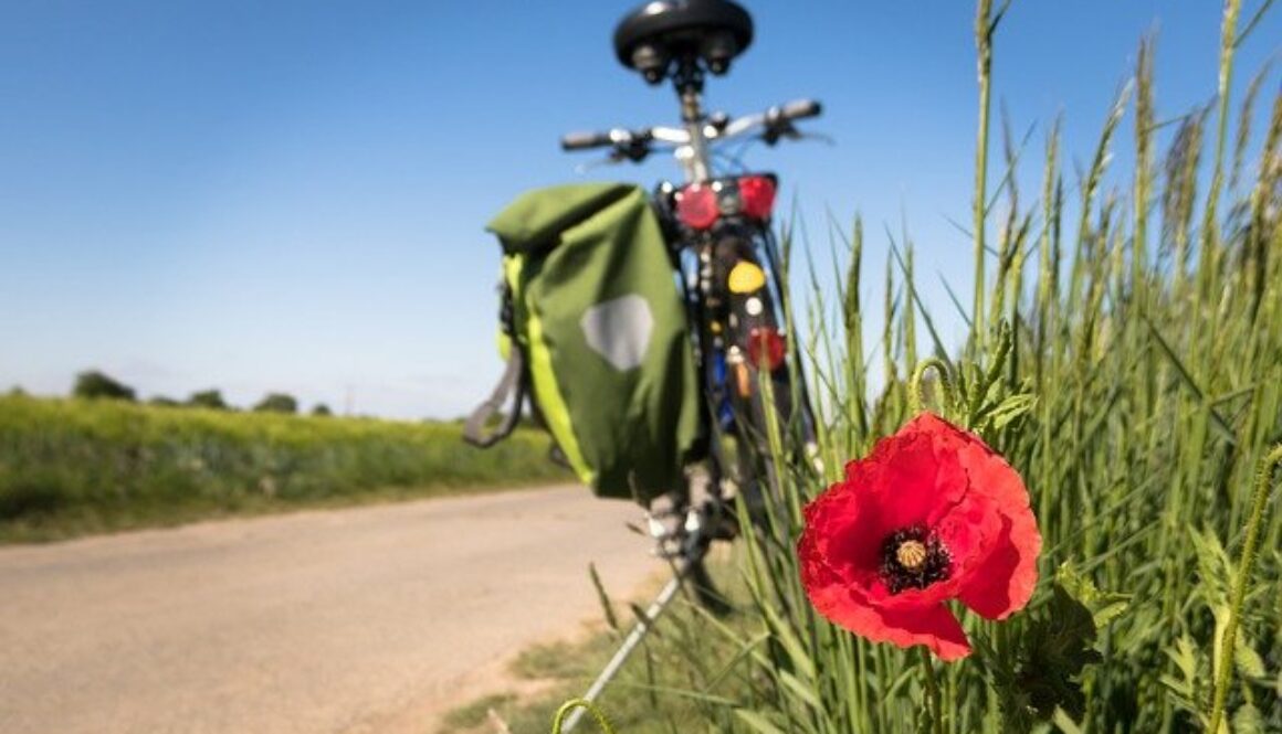 bicicletta al bordo di un campo con papavero