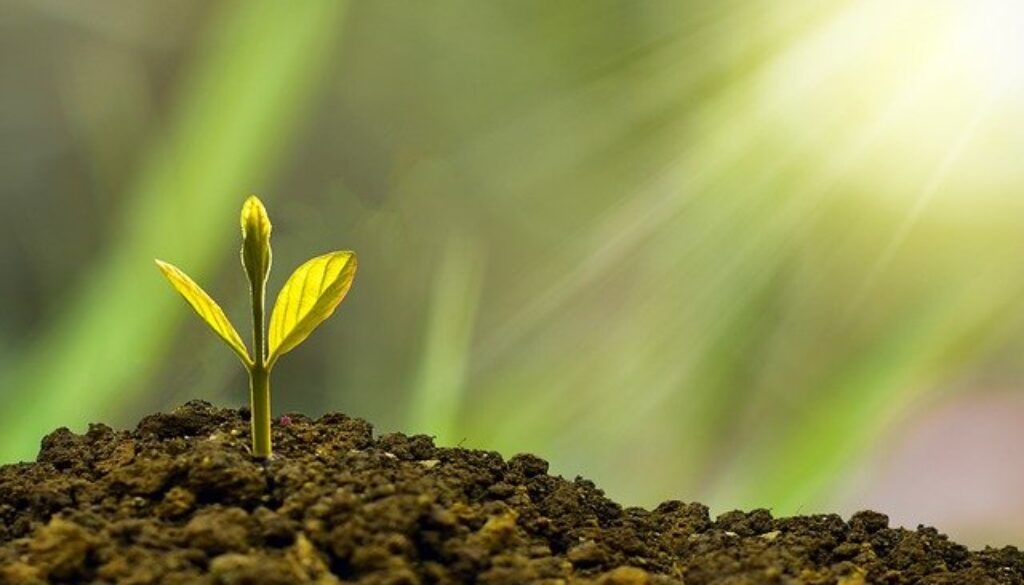 piantina che spunta dal terreno