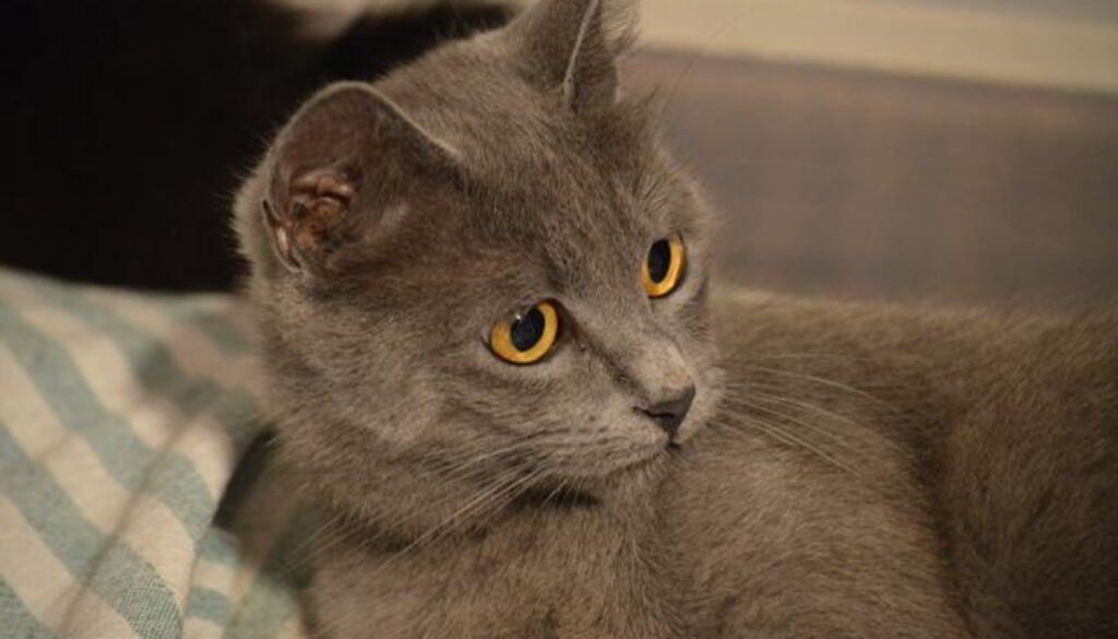 gatto grigio