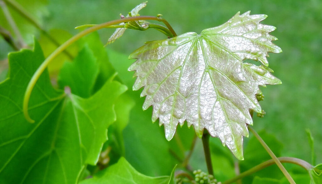 grape leaf, with tiny fruit