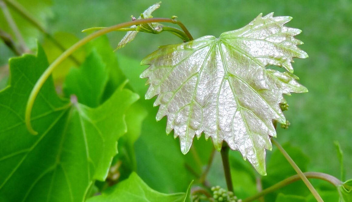 grape leaf, with tiny fruit